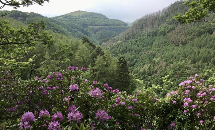 This view shows the Vale of Rheidol railway line in the distance
